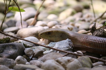 schlangenkopf