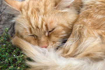 Beautiful redhead sleeping street cat photo for text