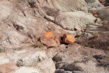 Petrified Forest National Park. Arizona. USA.