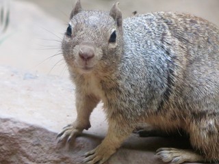 Squirrel animal mammal closeup in Utah