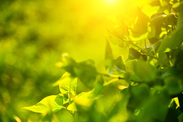 Gardening floral freshness natural background with sunny shiny light.