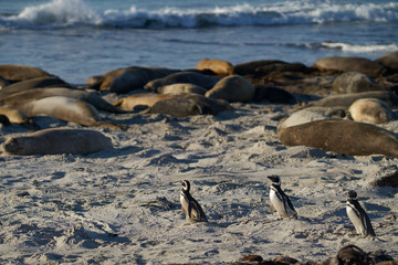 Obraz premium Magellanic Penguin (Spheniscus magellanicus) going to sea to feed from the coast of Sea Lion Island in the Falkland Islands.