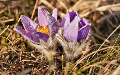 Purple / Violet greater pasque flower - Pulsatilla grandis - growing in dry grass, sun shines on...