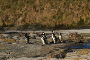 Magellanic Penguin (Spheniscus magellanicus) going to sea to feed from the coast of Sea Lion Island in the Falkland Islands.