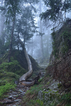 sentier dans la brume 