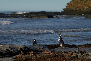 Magellanic Penguin (Spheniscus magellanicus) going to sea to feed from the coast of Sea Lion Island in the Falkland Islands.