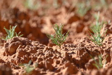 Green plant germinating on the biological soil crust, Canyonlands National Park, UT