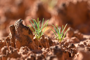 Green plant germinating on the biological soil crust, Canyonlands National Park, UT