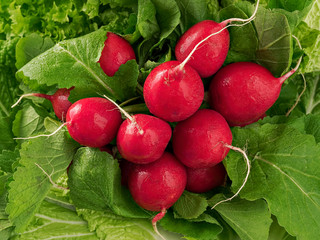 Fresh radish with Chinese cabbage leaves and lettuce. Close-up. Selective focus on root crops. Horizontal orientation.