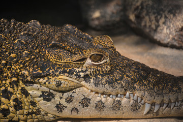 closeup of a crocodile