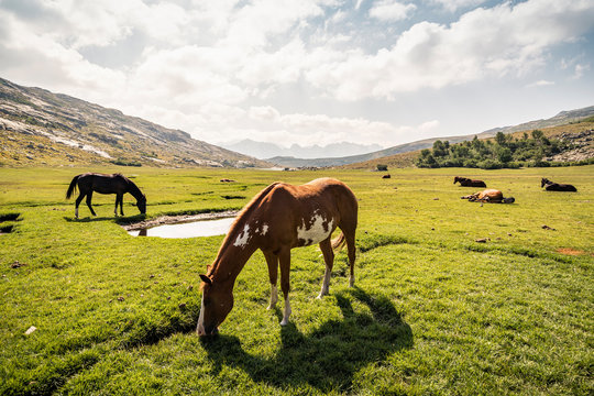 Horses on high plateau near Lad de Nino, Albertacce, Corsica, France