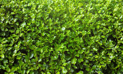 Griselinia hedge leaves