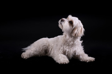 Bichon Maltese white-haired dog looking up in front of a black background