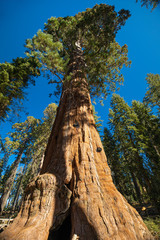 Fototapeta na wymiar Sequoia National Park. California. USA.