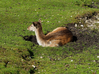 Jeune daim couché  (Dama dama)
