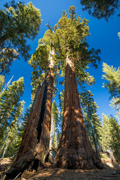Sequoia National Park. California. USA. © miami2you