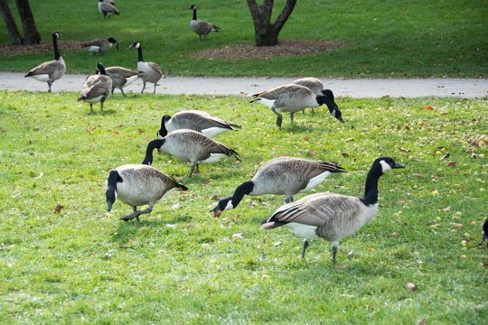 family of geese