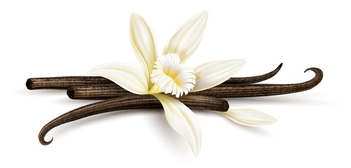 Vanilla flower with dried vanilla sticks and petal. Realistic food cooking condiment. Aromatic seasoning ingredient for cookery and sweet baking, Isolated white background. Eps10 vector illustration.