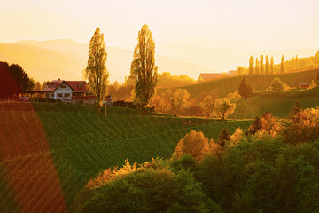 Sunset at heart shape wine road in vineyards of Slovenia