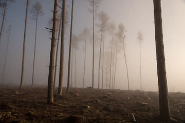 Waldlandschaft