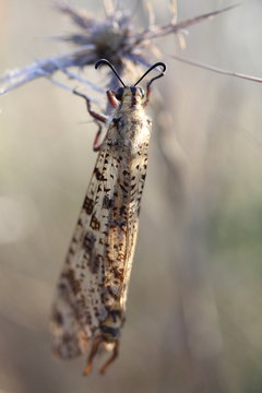 farfalla rara