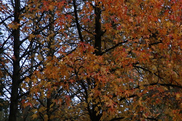 Urban park in an autumn day