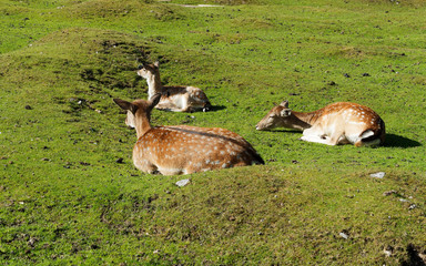 (Dama dama)  Daims mâle et femelle avec leur faon couchés dans l'herbe