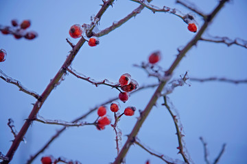 Frozen rosehip berries and leaves with hoarfrost in a trendy blue tone.