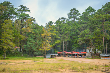 Small cabins in the middle of the forest on a cloudy day