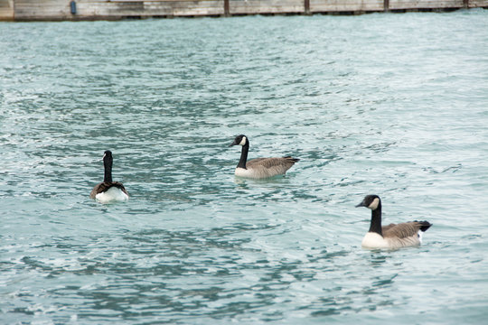 Geese in the water