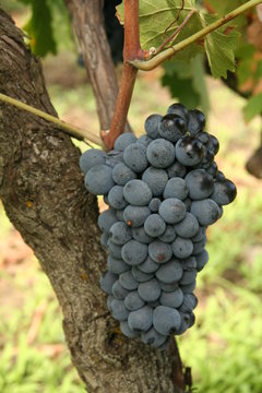 negroamaro