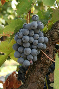 negroamaro