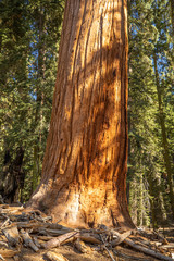 Sequoia National Park. California. USA.