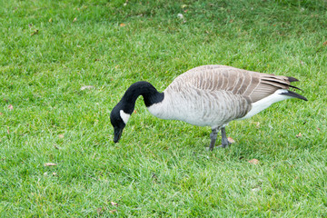 goose on green grass