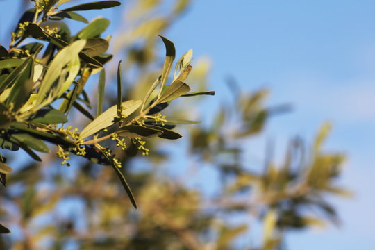 germoglio di ulivo