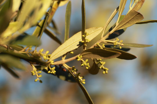 germoglio di ulivo