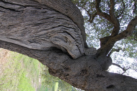 ulivo secolare