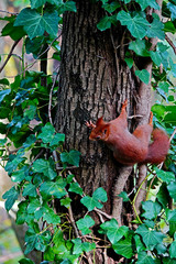Ardilla roja subiendo a un &aacute;rbol en el Parque de la T&ecirc;te d'Or, Lyon