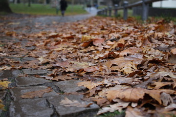 Weg im Herbst