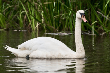 Mute Swan ( Cygnus Olor ) Swimming in the Lake