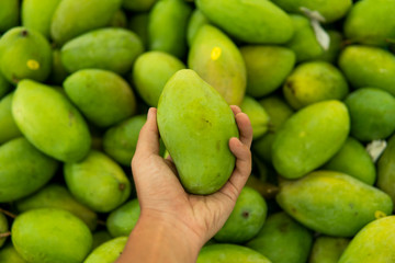 Male hands holding a green juicy fresh mango fruit with a lot of green mangoes on a background. Group of fresh green mango for sell .Thai fruit tropical raw mangoes.