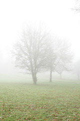 Obraz na płótnie Canvas tree in the fog