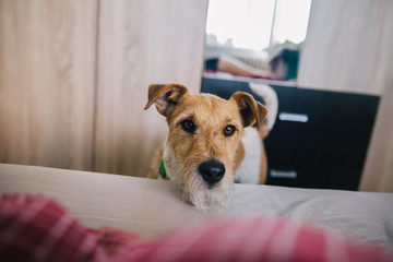 Funny fox terrier waiting for his human to wake up in the morning. best friend concept
