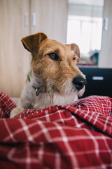 Funny fox terrier waiting for his human to wake up in the morning. best friend concept