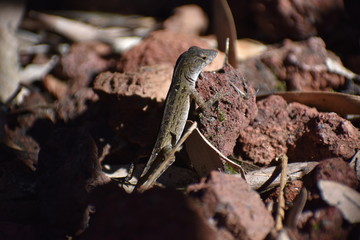 Lizard catching sun