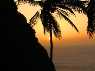 Palm tree silhouette sunset