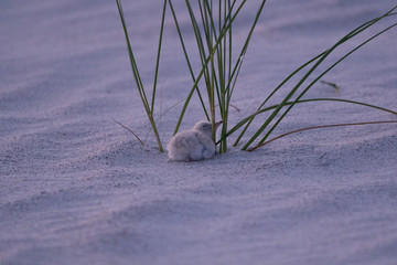 Tern Hatchling