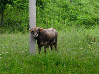 Cheerful cow itches on a pillar with pleasure