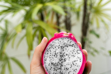 Male hand holding a dragon fruit with a palm tree on a background. Slice of white dragon fruit or pitaya. Tropical and exotic fruits. Healthy and vitamin food concept.