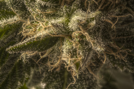 cannabis macro hdr